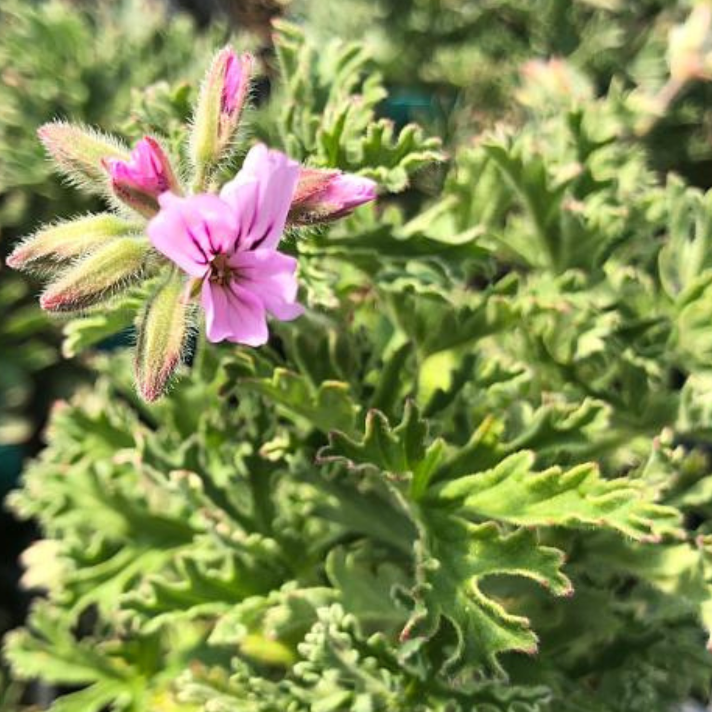 Lady Plymouth Variegated Geranium