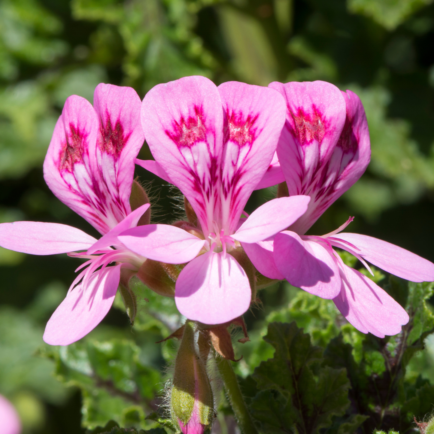 Quercifolium Geranium