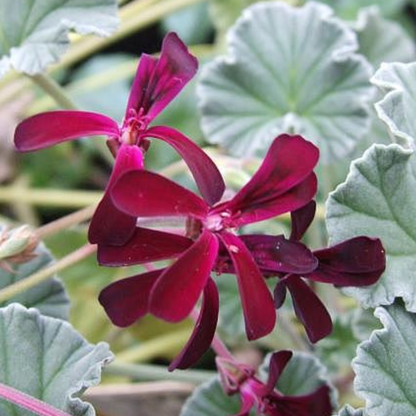 Sidoides Geranium