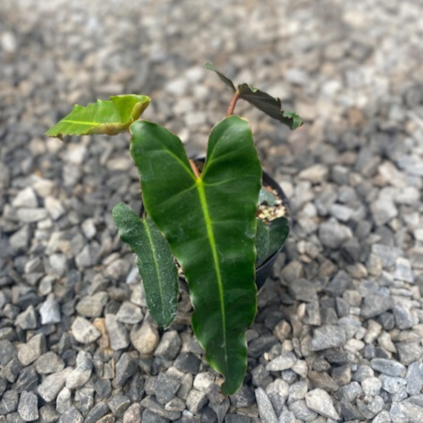 Black Billietiae Philodendron