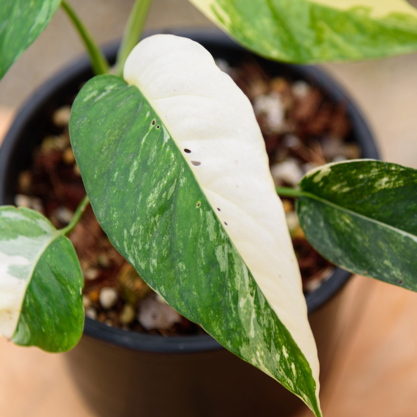 Jose Buono Philodendron