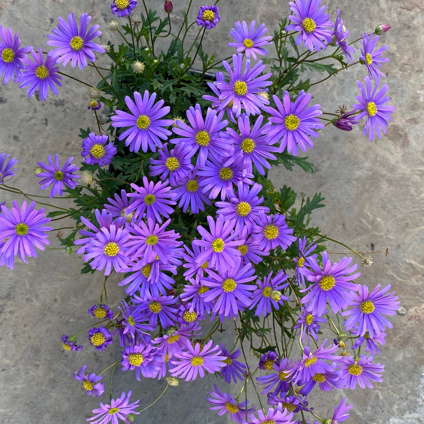 Violet Floral Swan River Daisy
