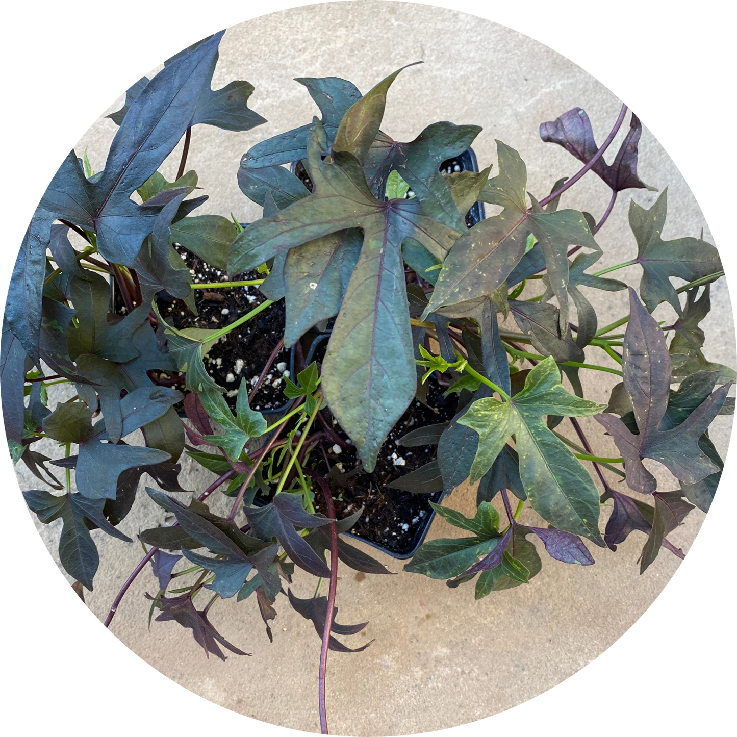 Sweet Potato Vine "Purple Leaves"