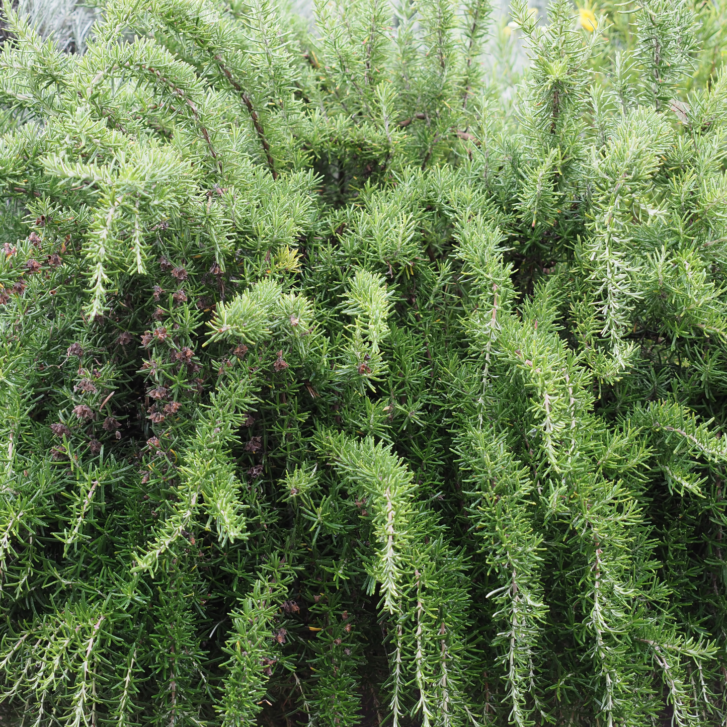 Capercaillie Rosemary