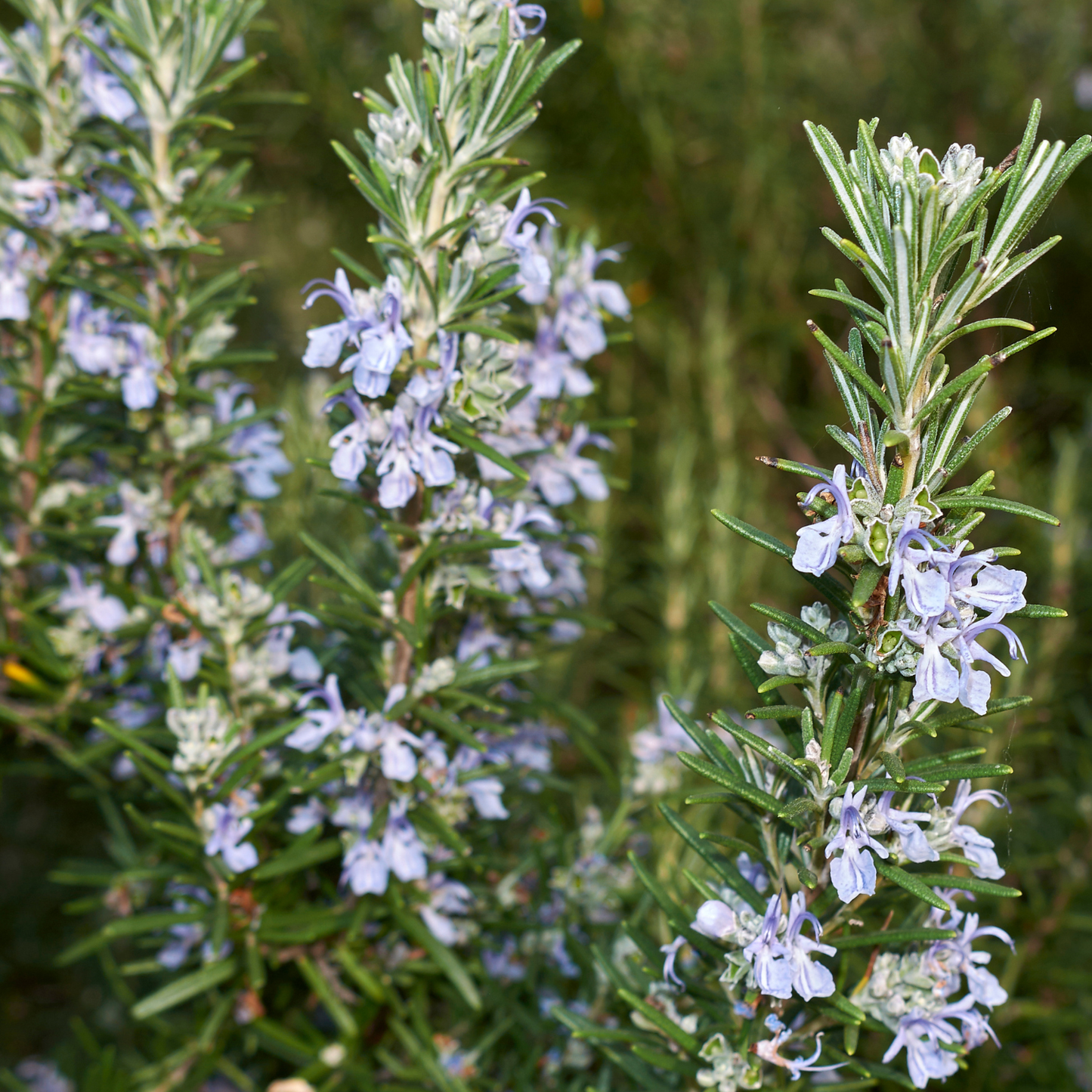 Irene Trailing Rosemary