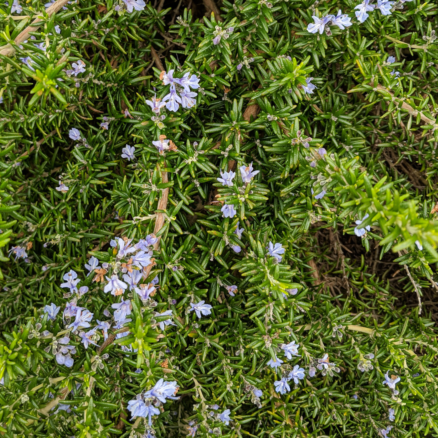 Creeping Rosemary