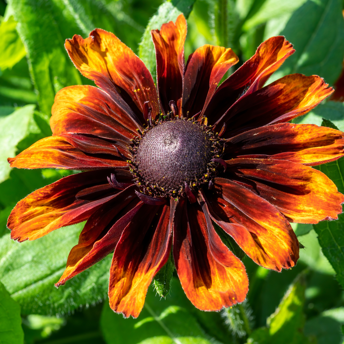 Cappuccino Black-Eyed Susan