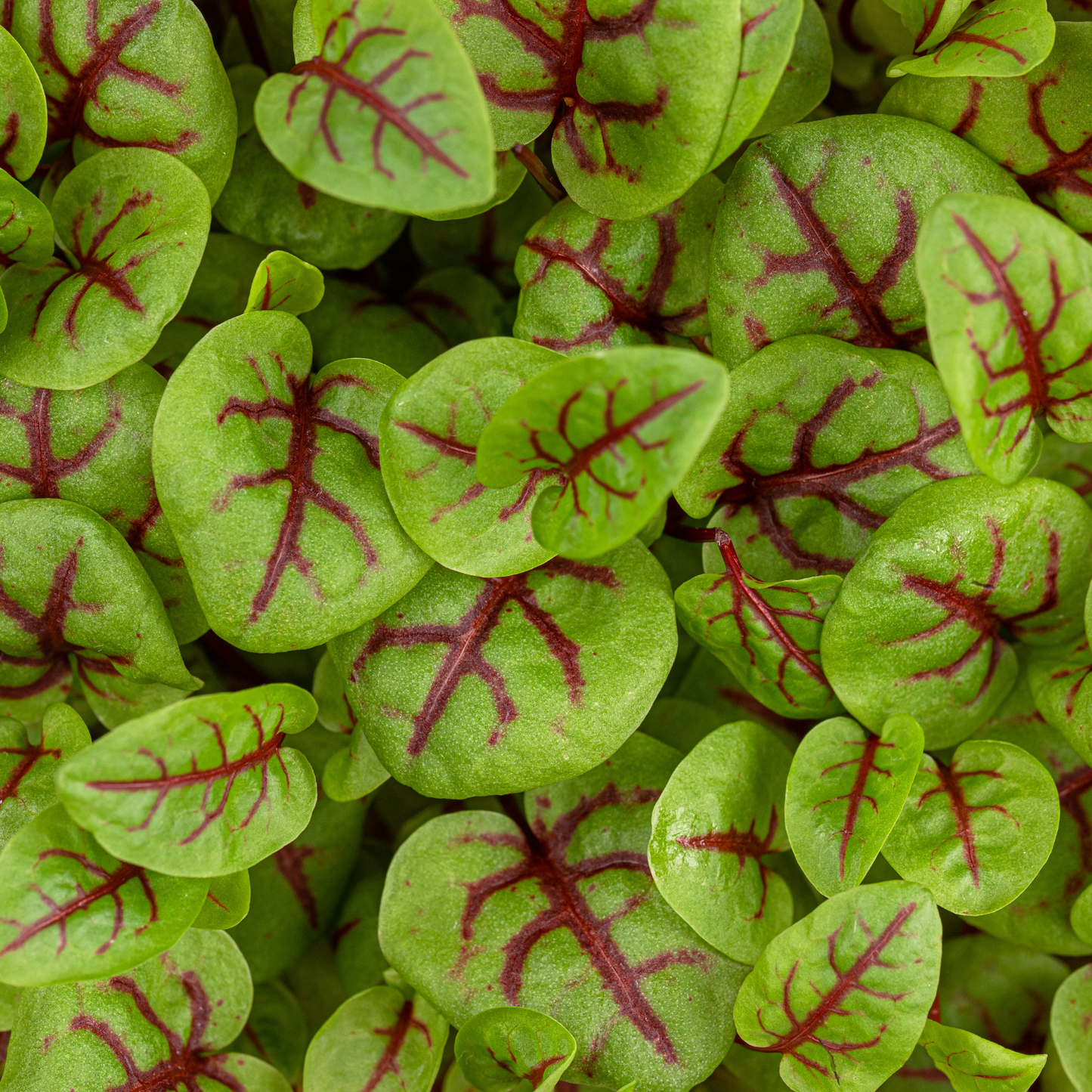 Red-Veined Sorrel