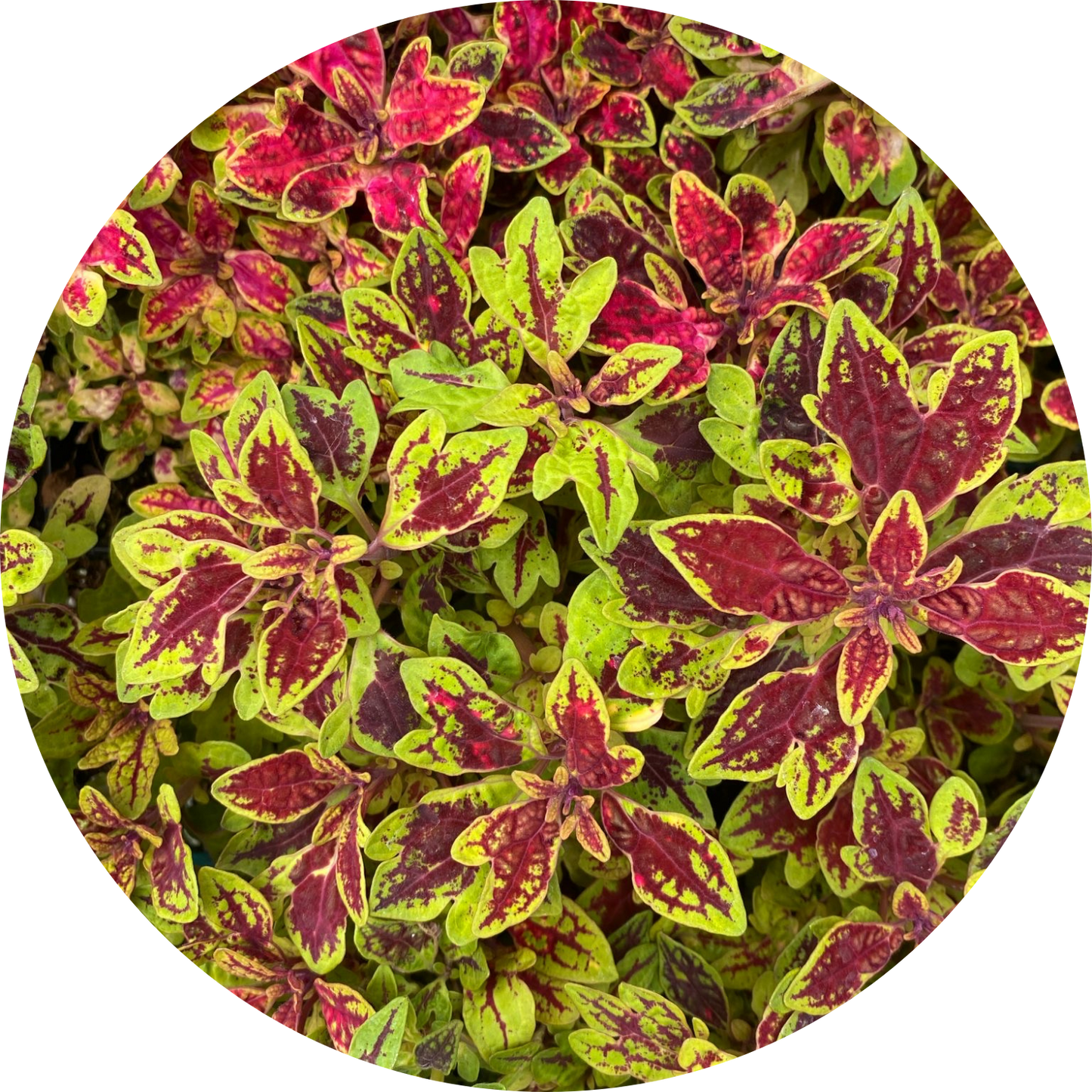 Coleus "Red Hues"