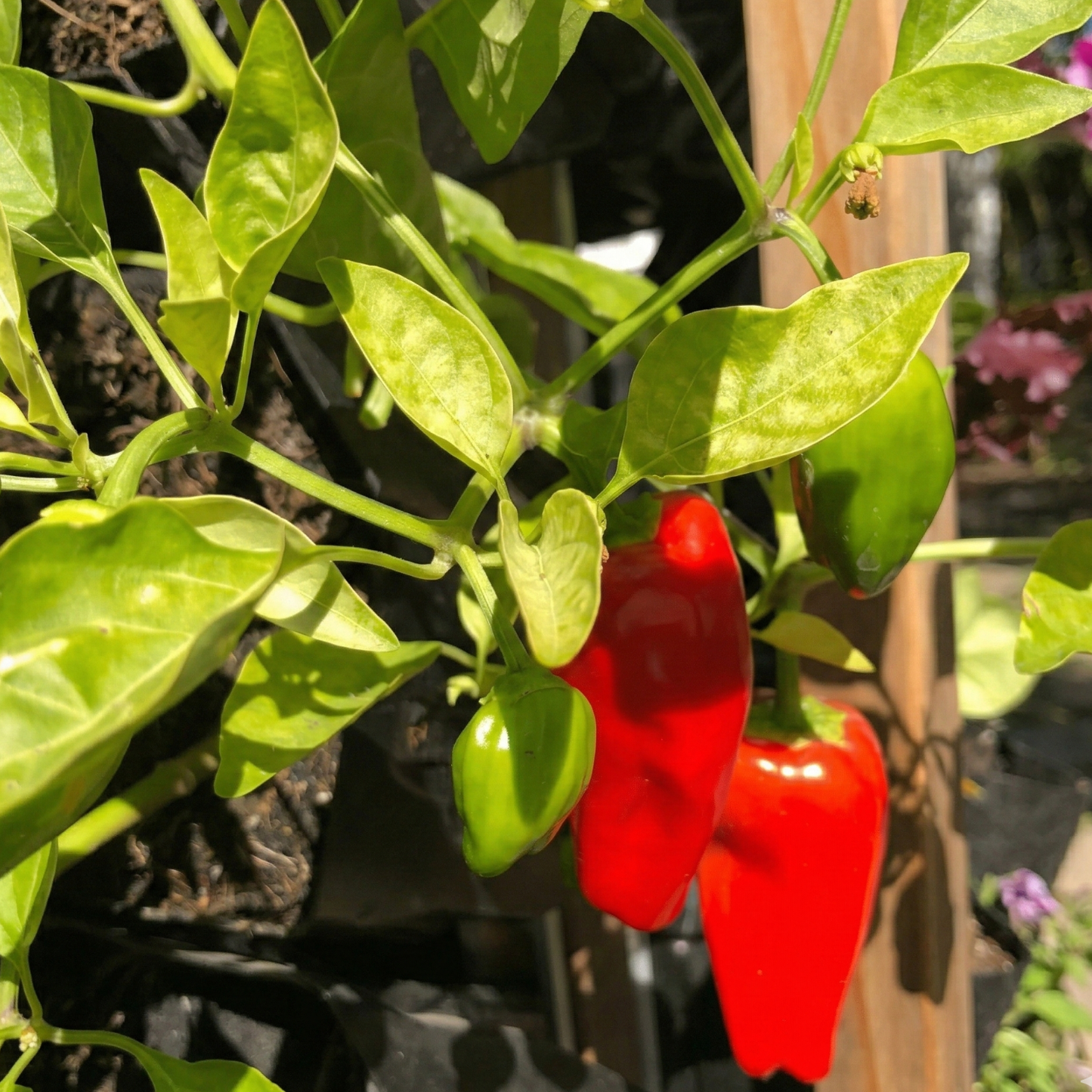 Red Jalapeño