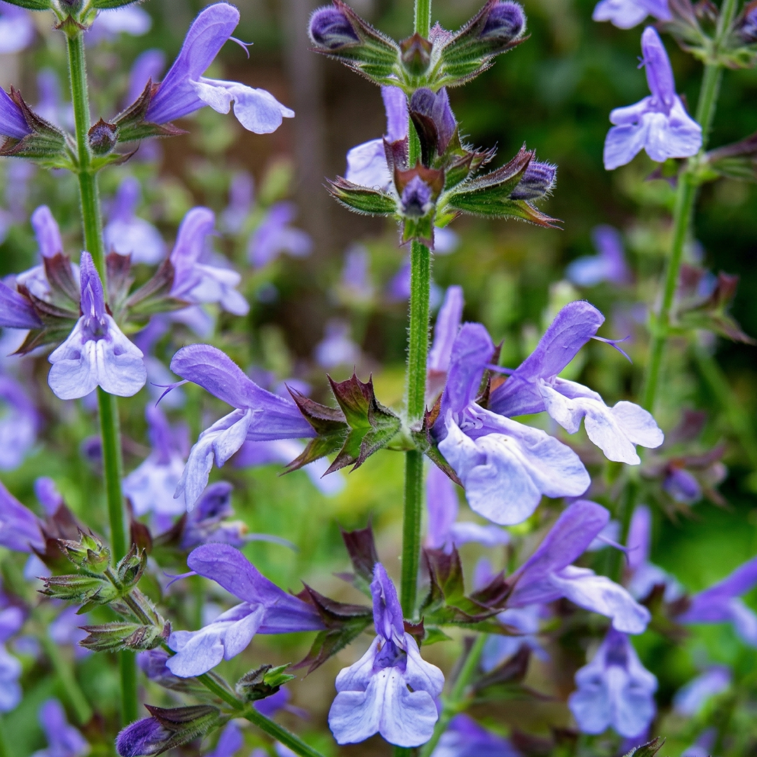 African Sky Salvia - 4