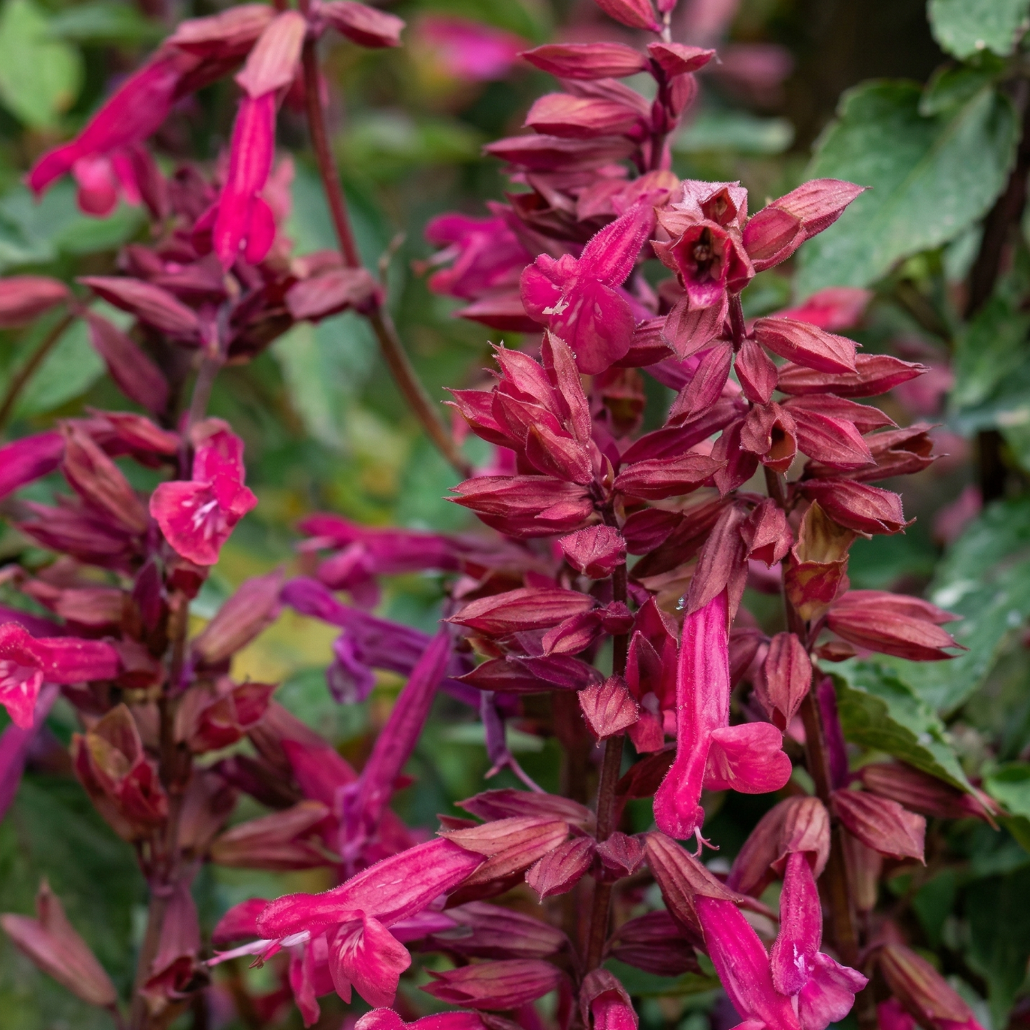 Cool Pink Salvia