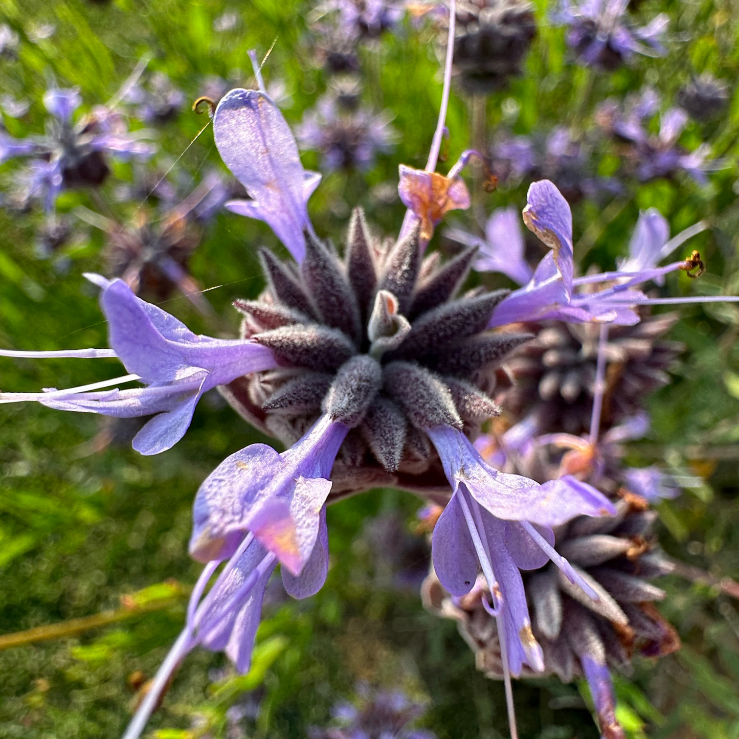 Tanami Blue Salvia
