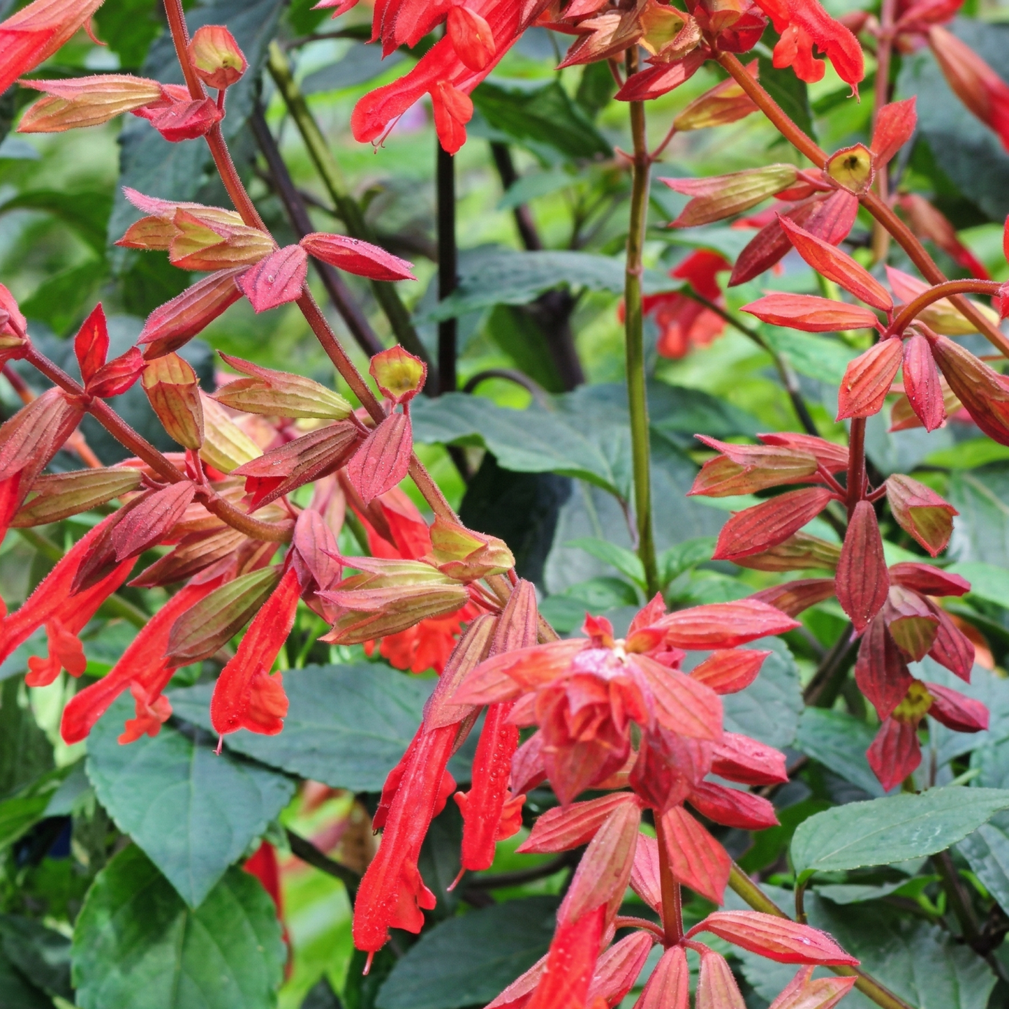 Love and Wishes Salvia