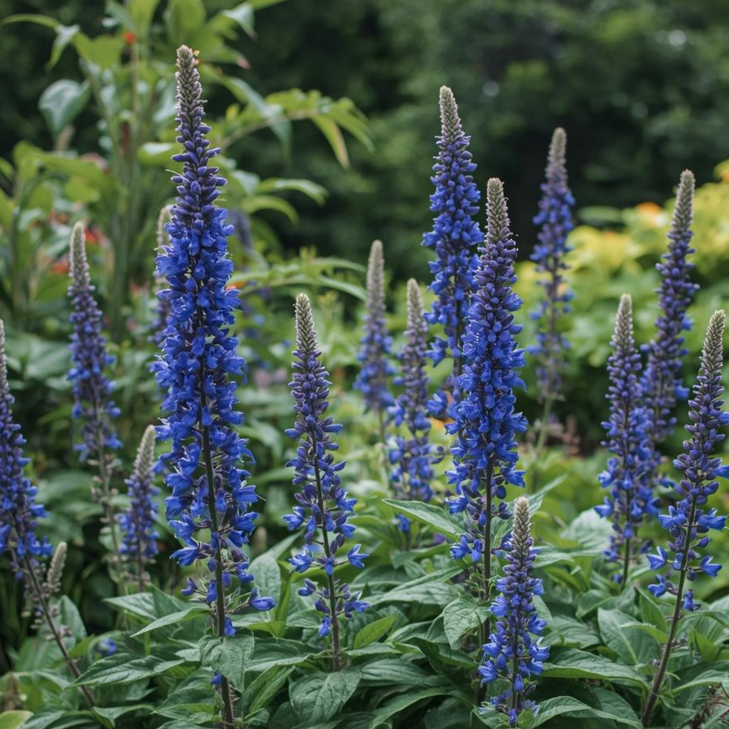 Mystic Spires Blue Salvia