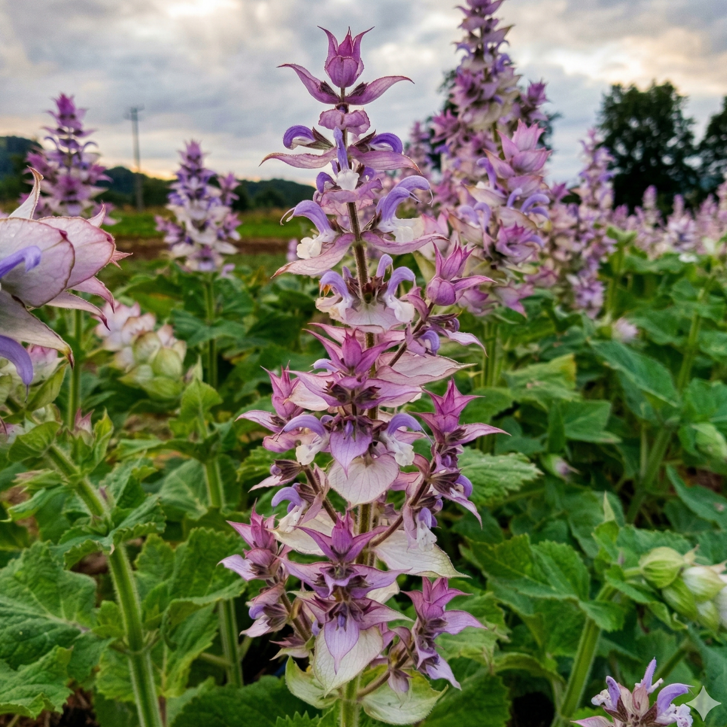 Clary Sage