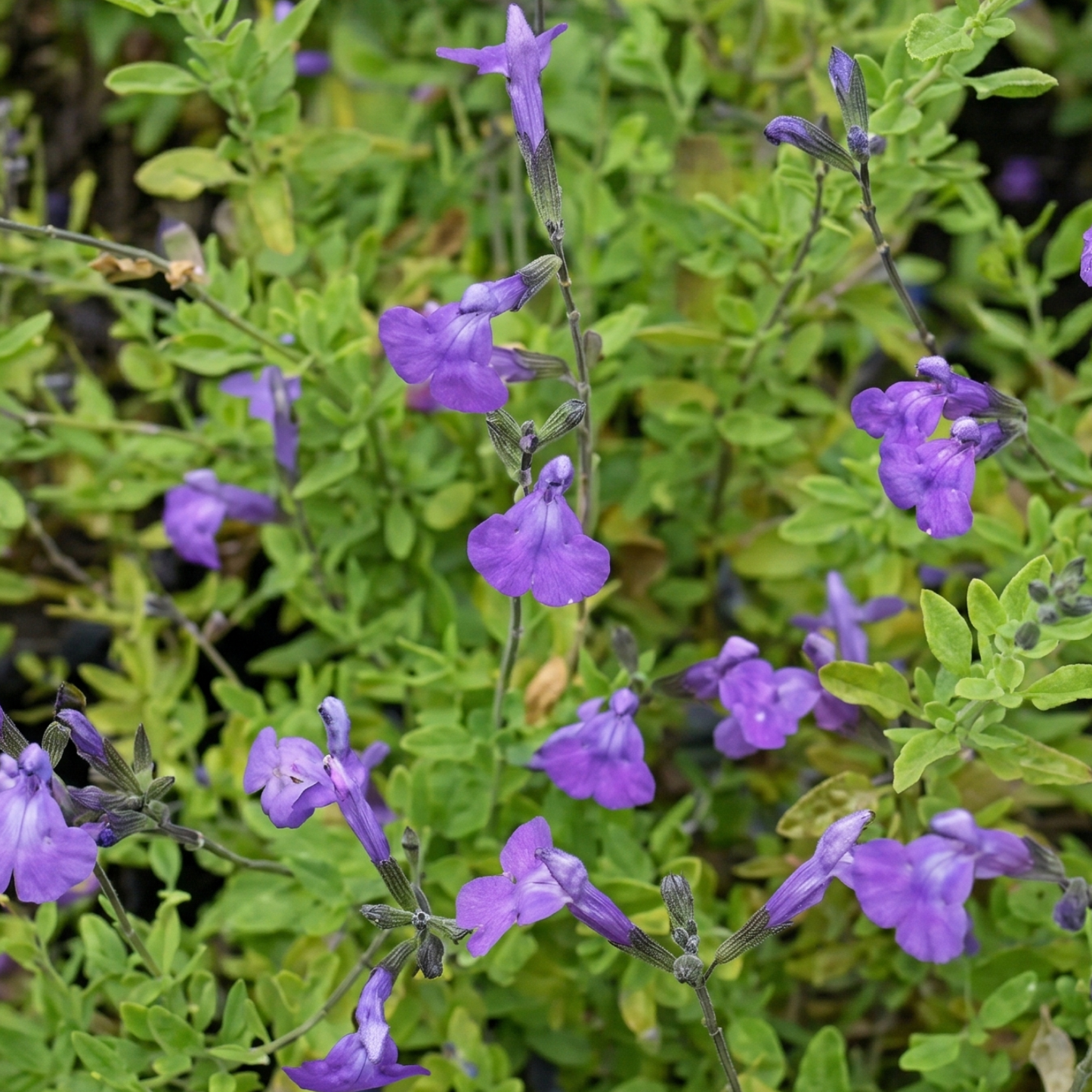 Ignition Sunrise VIBE Salvia