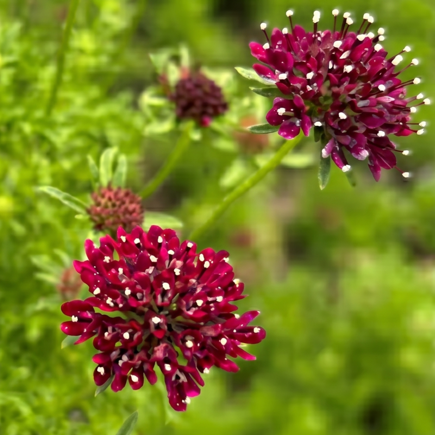 Summer Nights Pincushion Flower