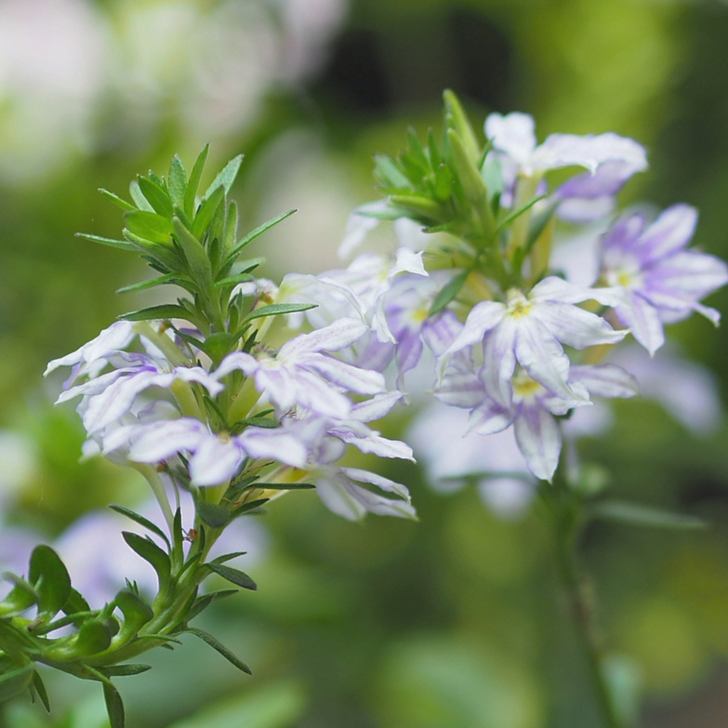 Fairy Blue Fan Flower