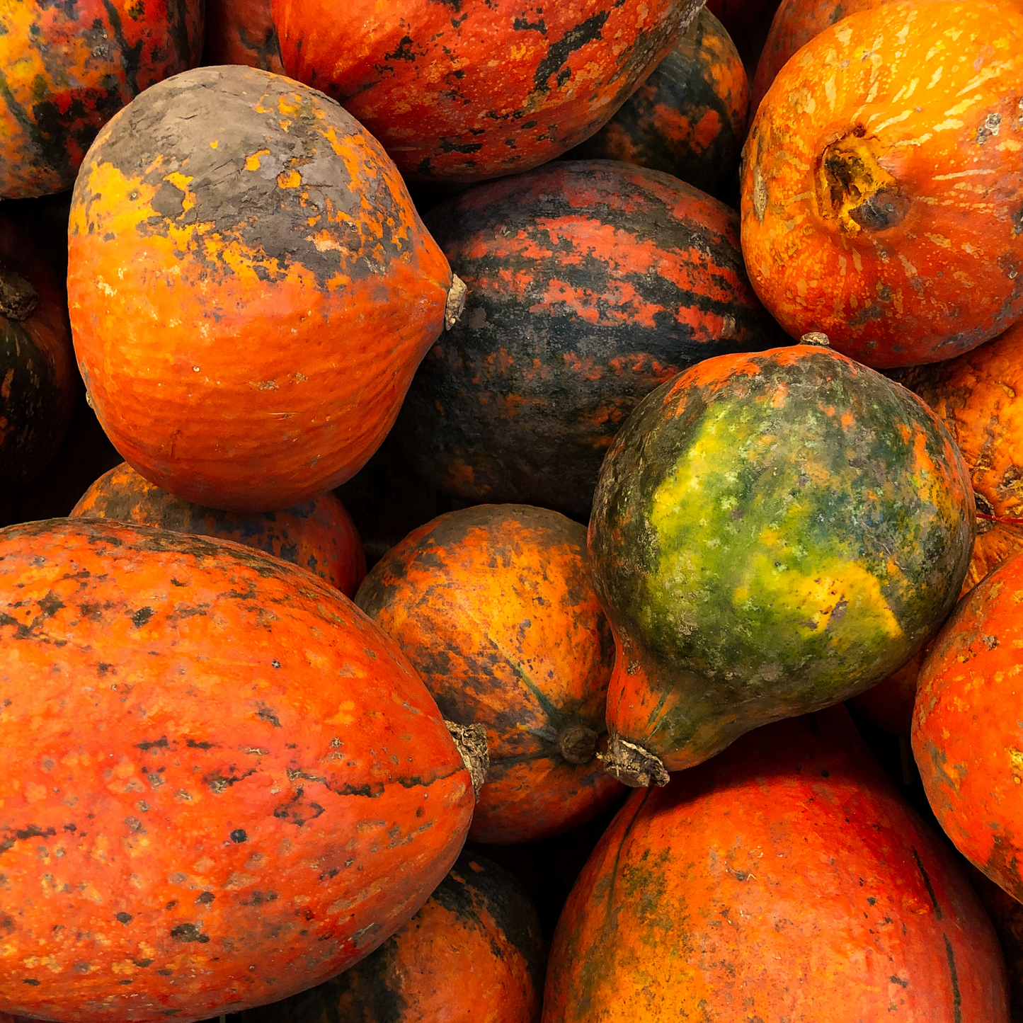 Lakota Squash