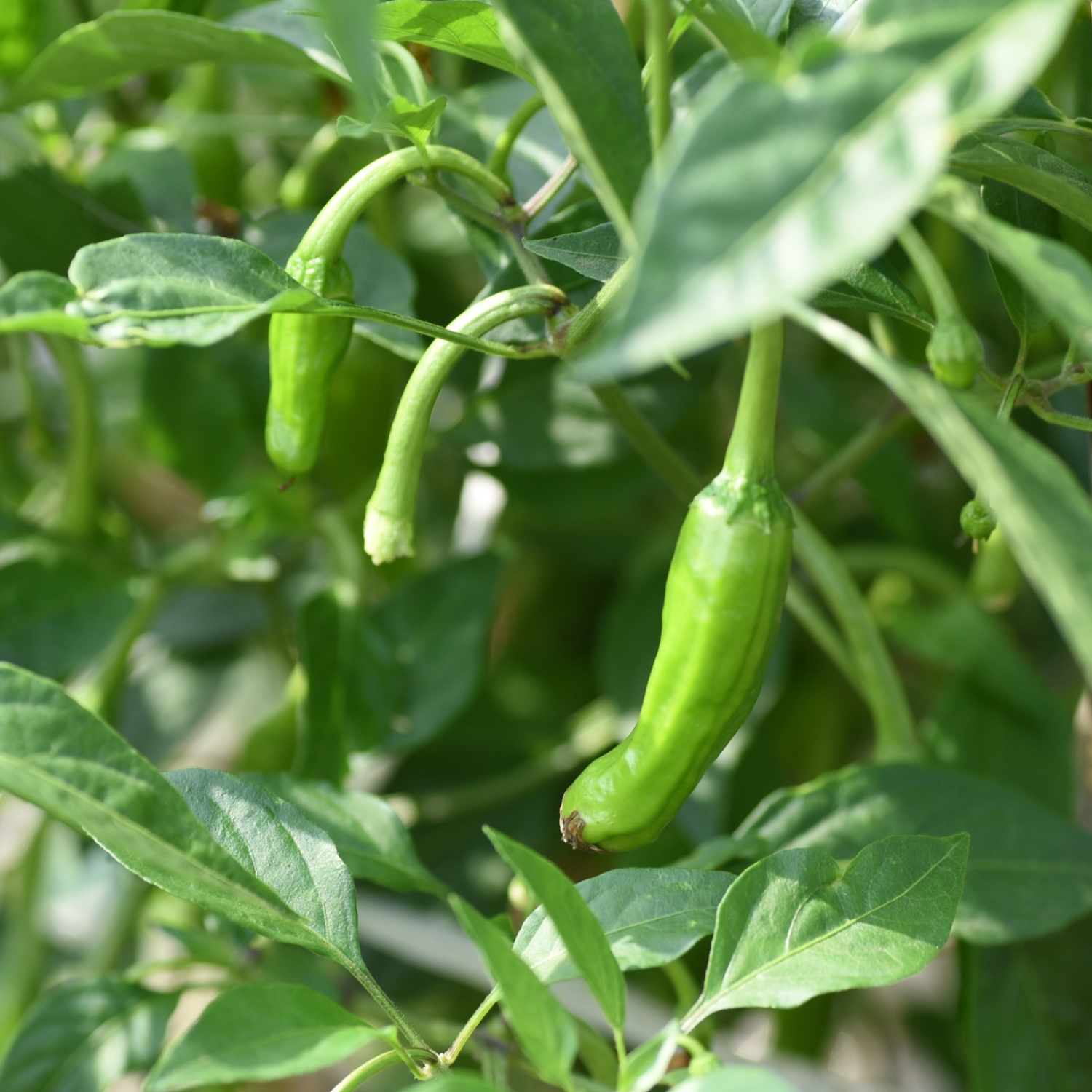 Shishito Pepper