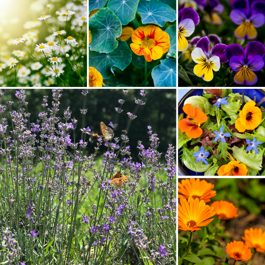 Pollinator Pot Garden Kit
