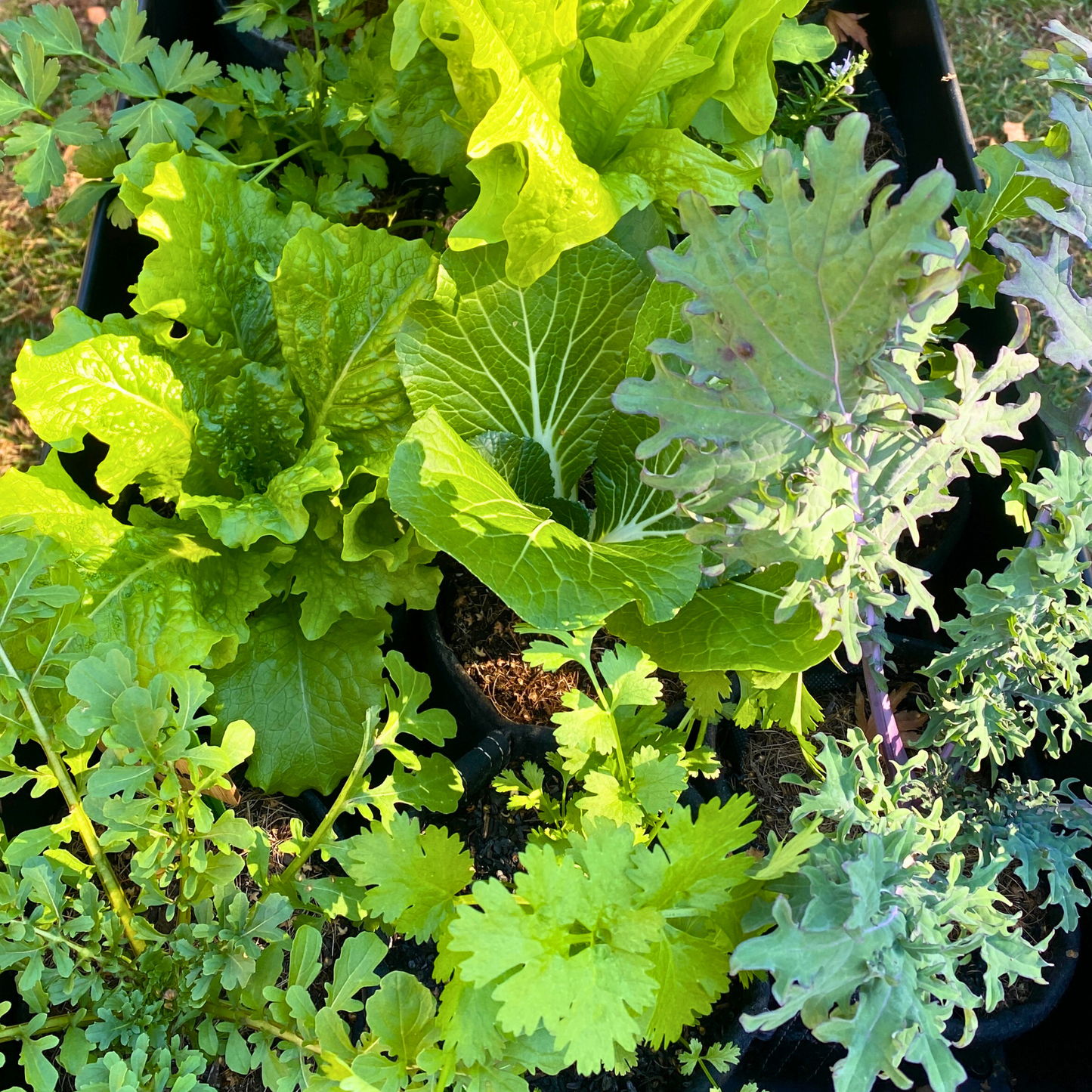 Superfood Bundle + Course
