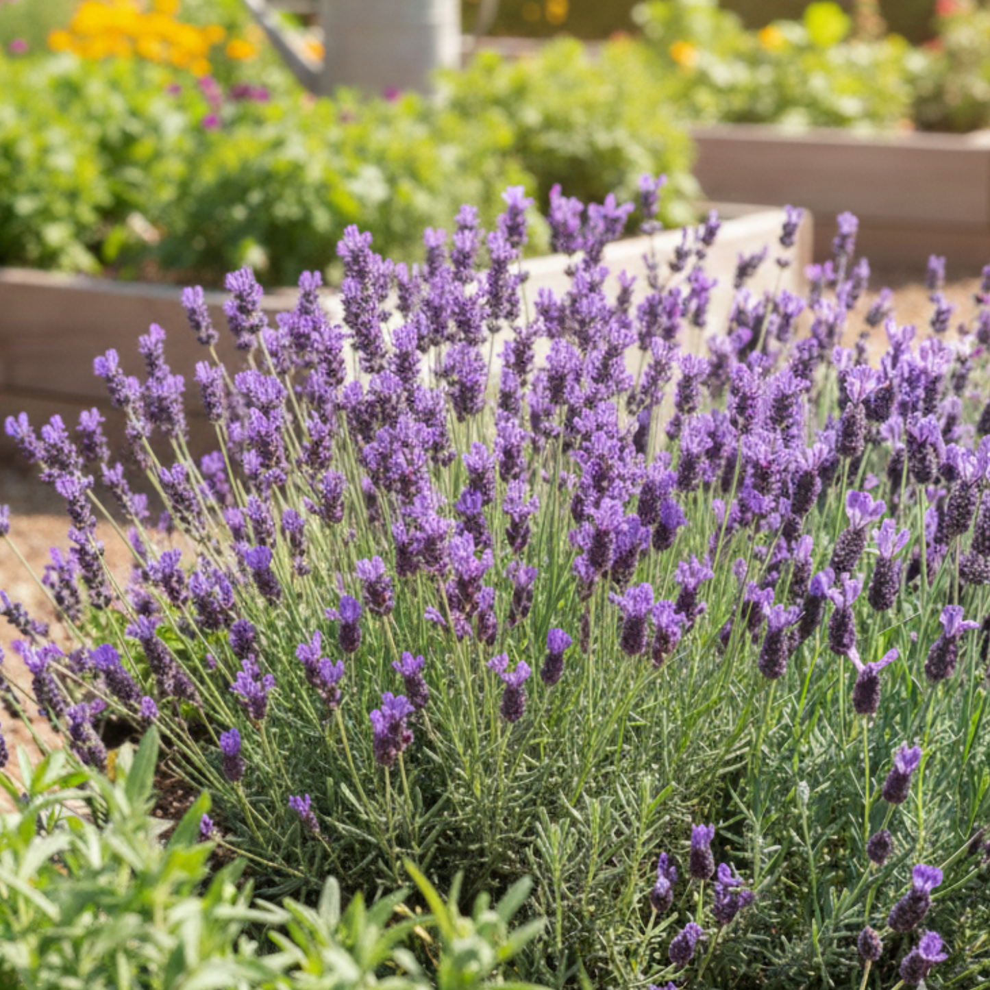 Spanish Lavender, 2" plant