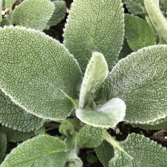 Big Ears Lamb's Ear