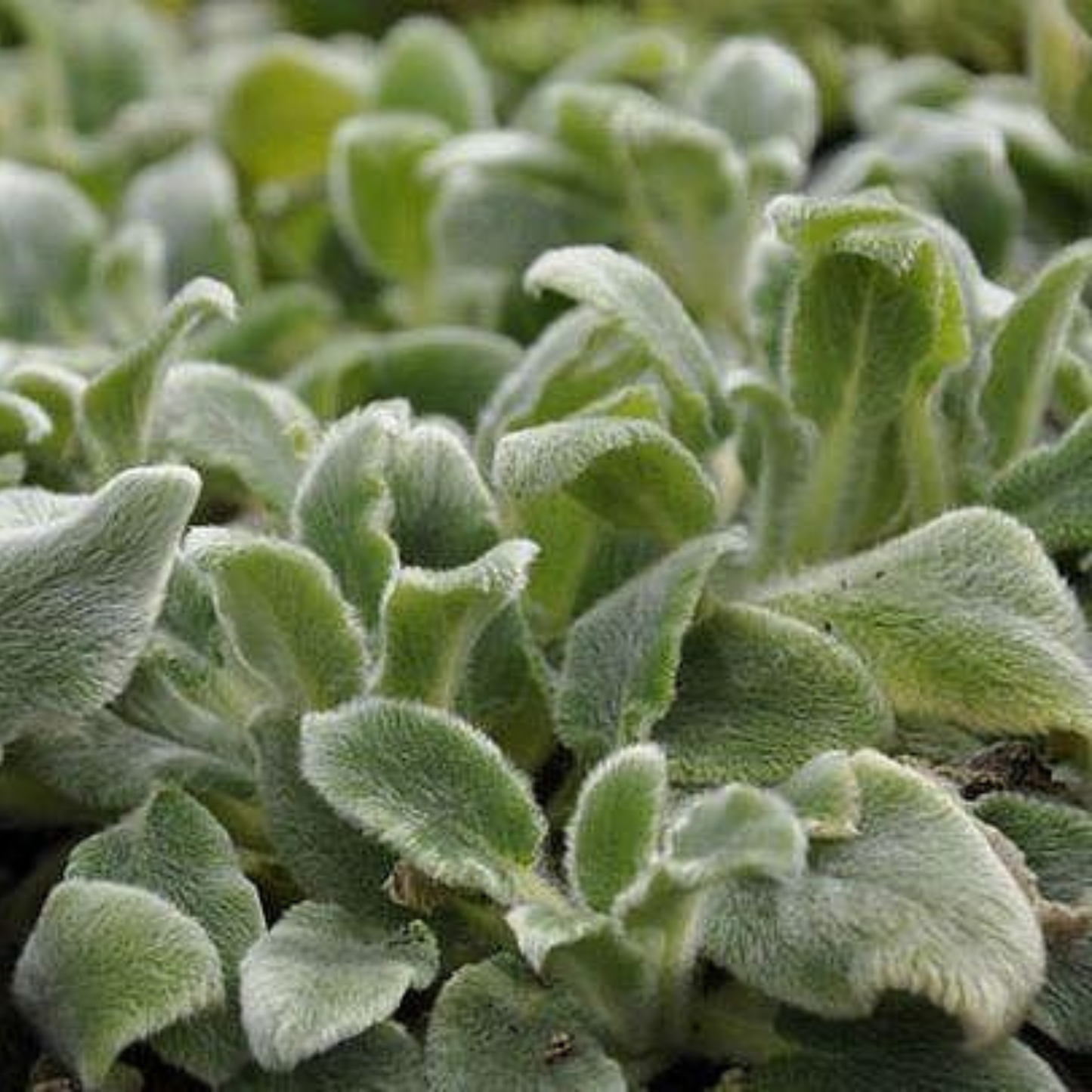 Silver Carpet Lamb's Ear