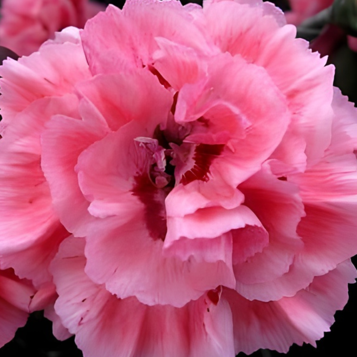 Sugar Plum Scent First Dianthus