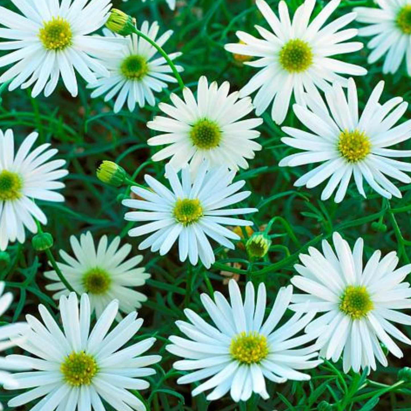White Surdaisy