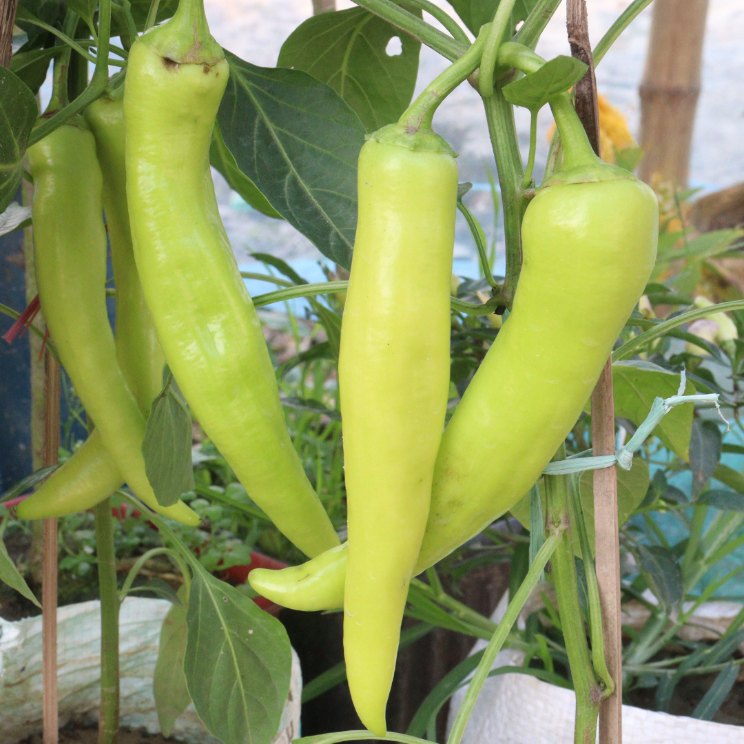 Sweet Banana Pepper