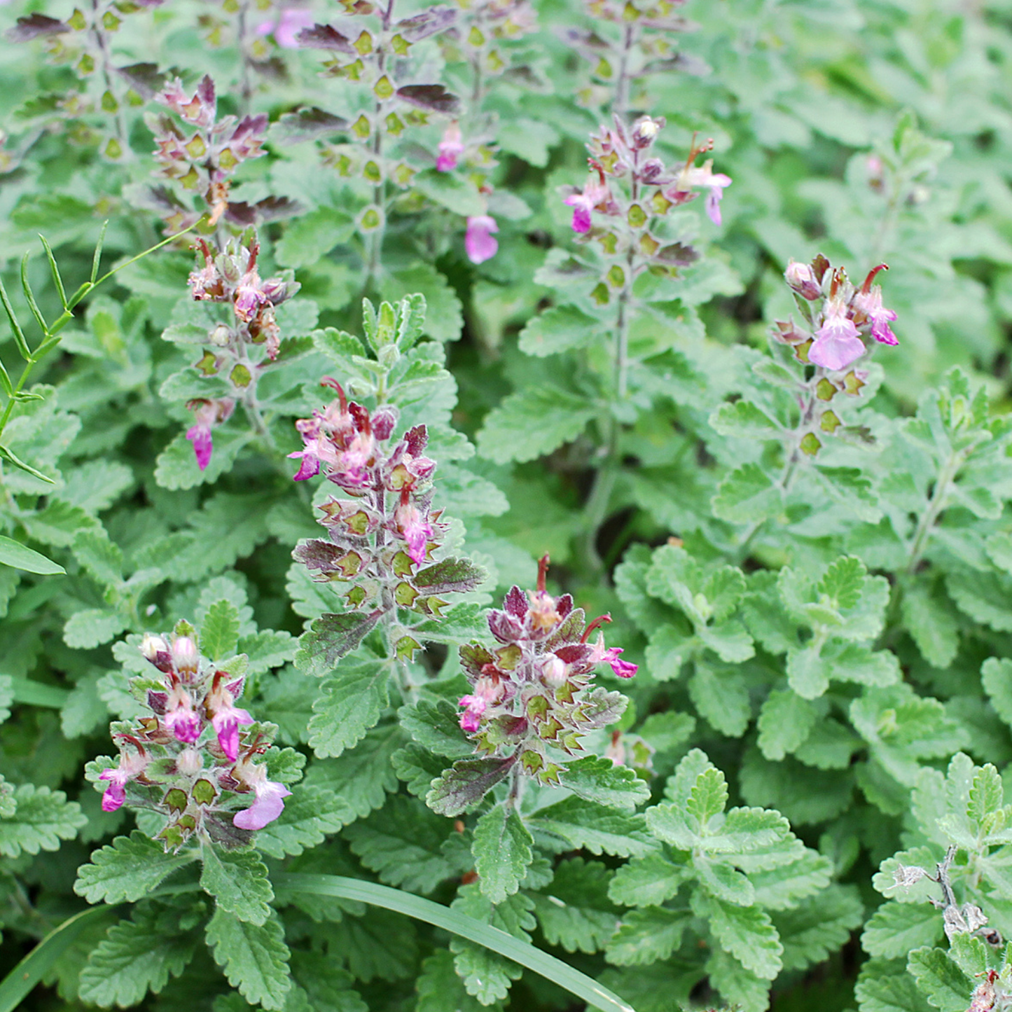 Wall Germander