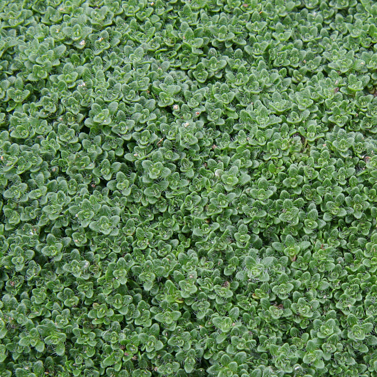 Woolly Thyme
