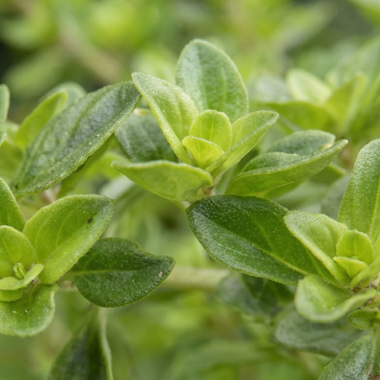 Oregano-Scented Thyme
