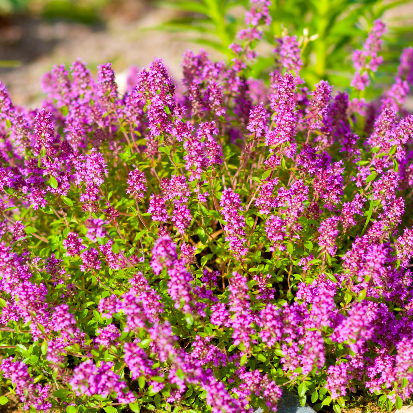 Magic Carpet Thyme