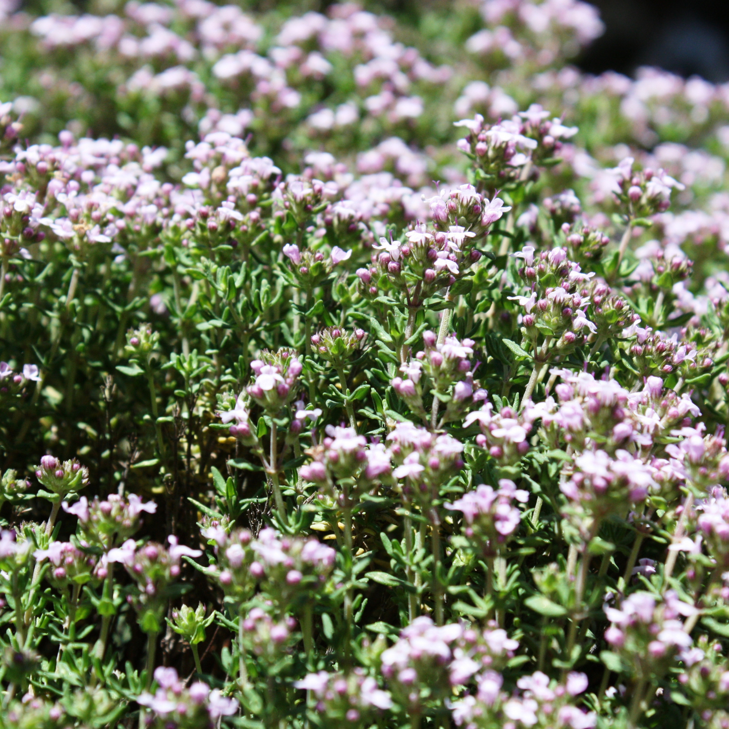 Spicy Orange Thyme