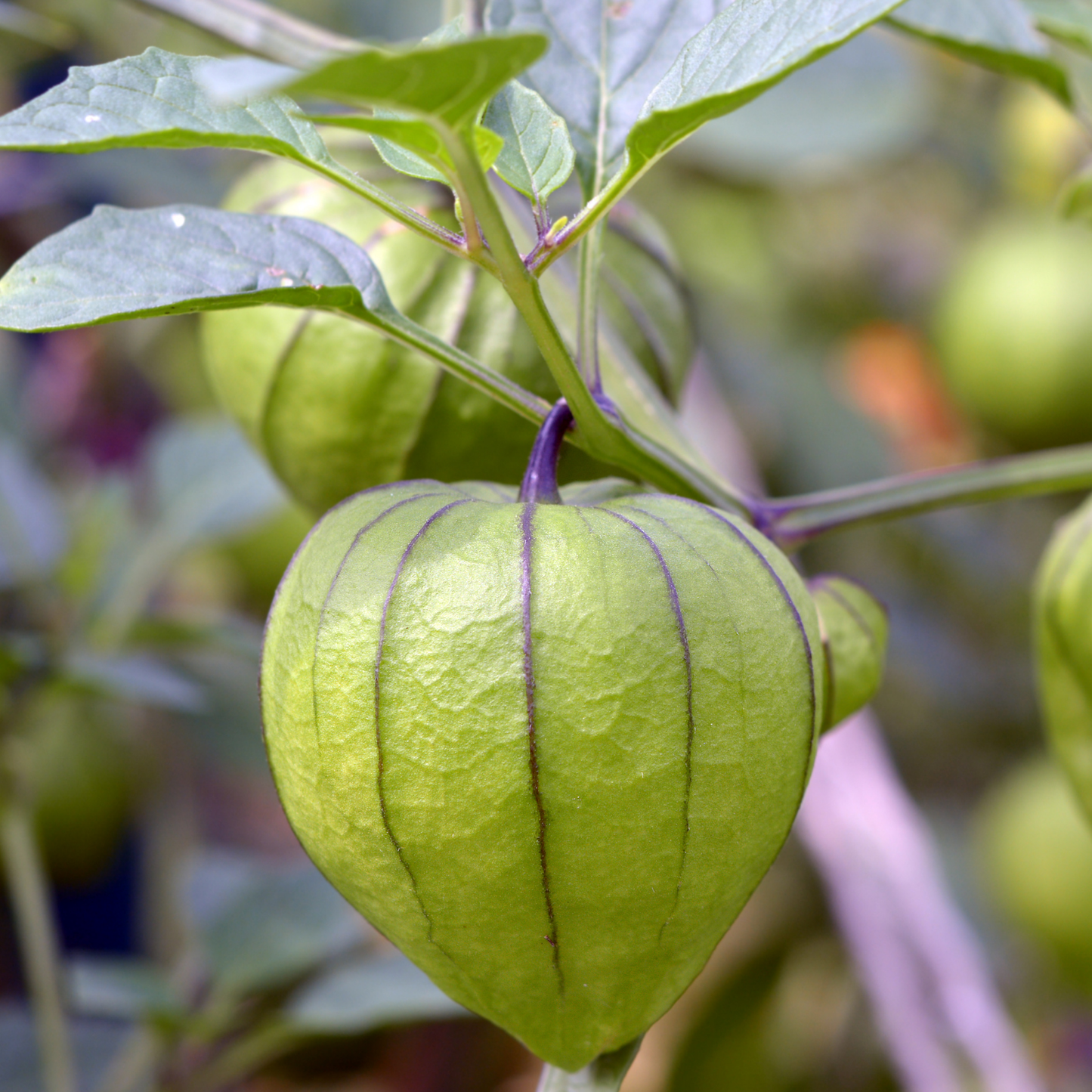 De Milpa Tomatillo