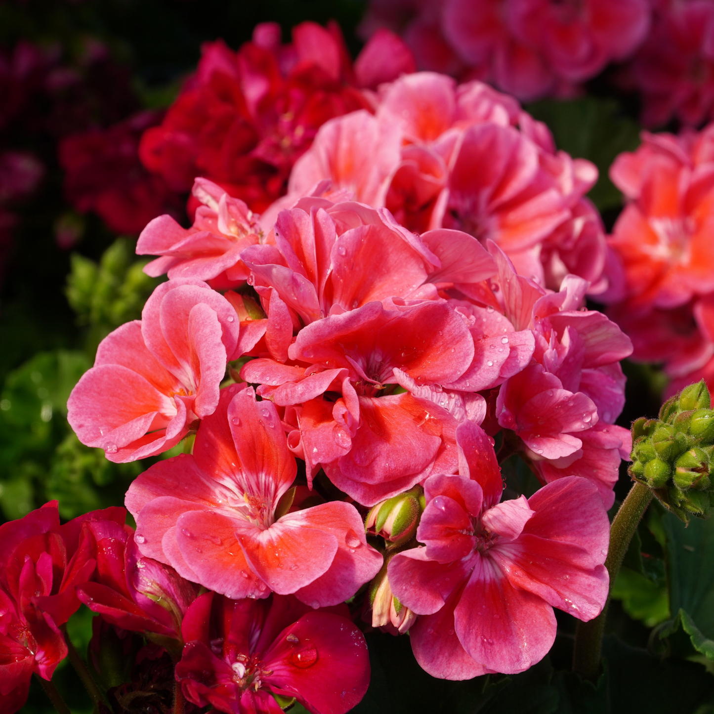 Tango Strawberry Ice Geranium