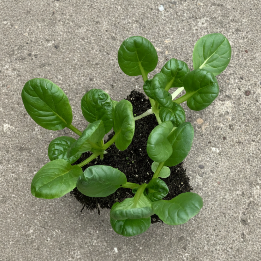 Tatsoi
