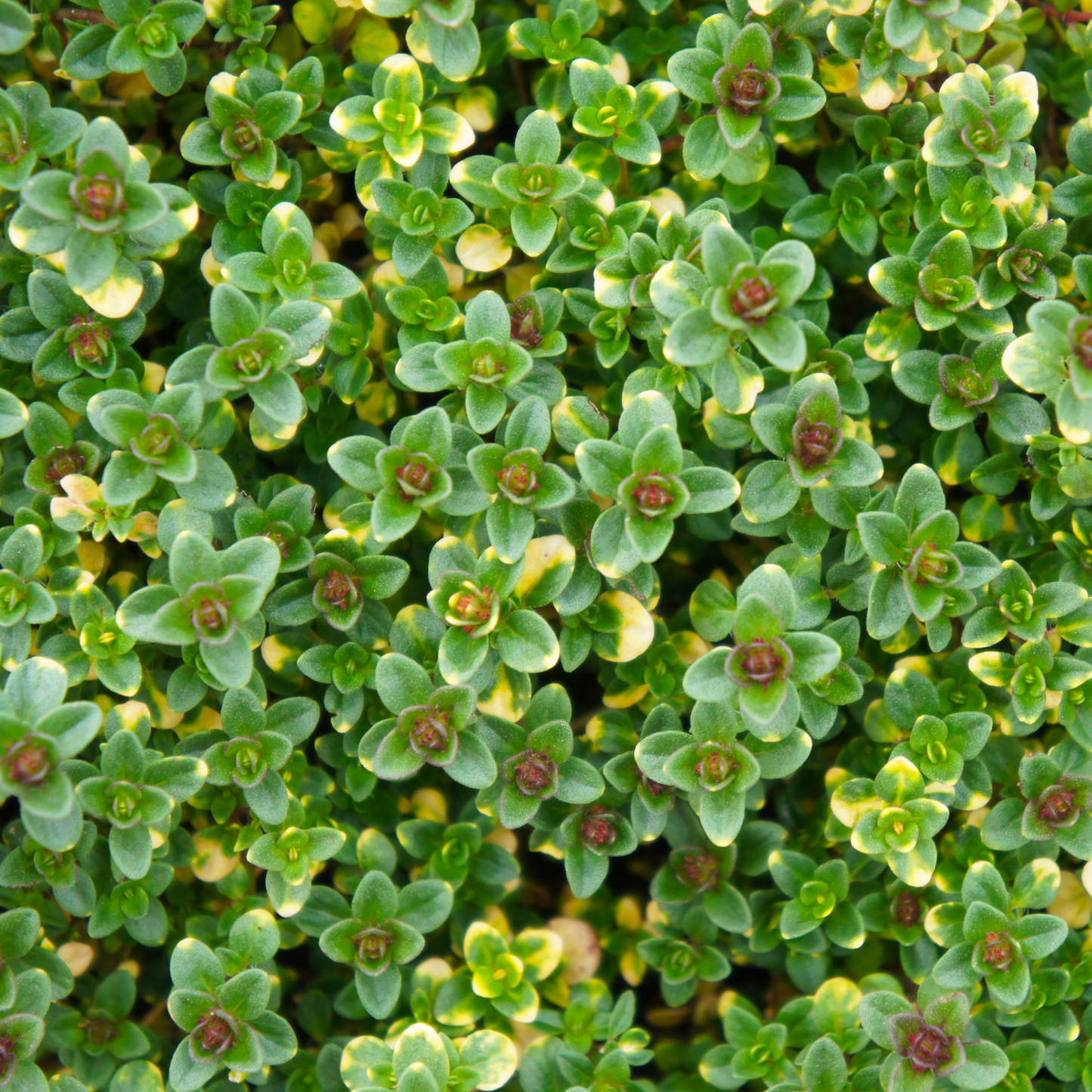 Lemonade Trailing Thyme