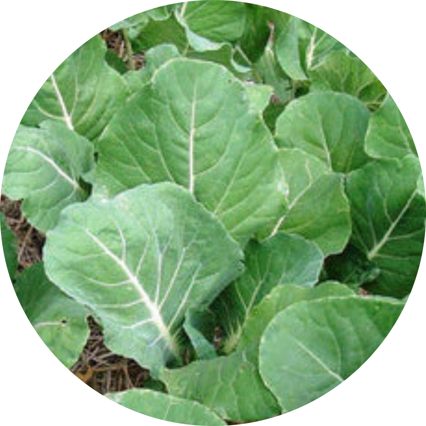 Tronchuda Kale