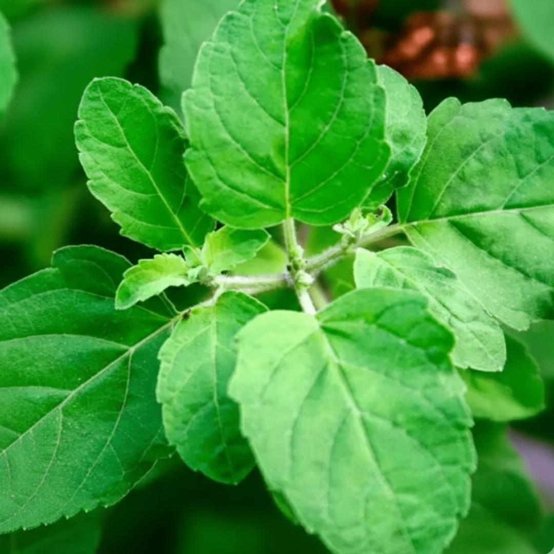 Tulsi Basil