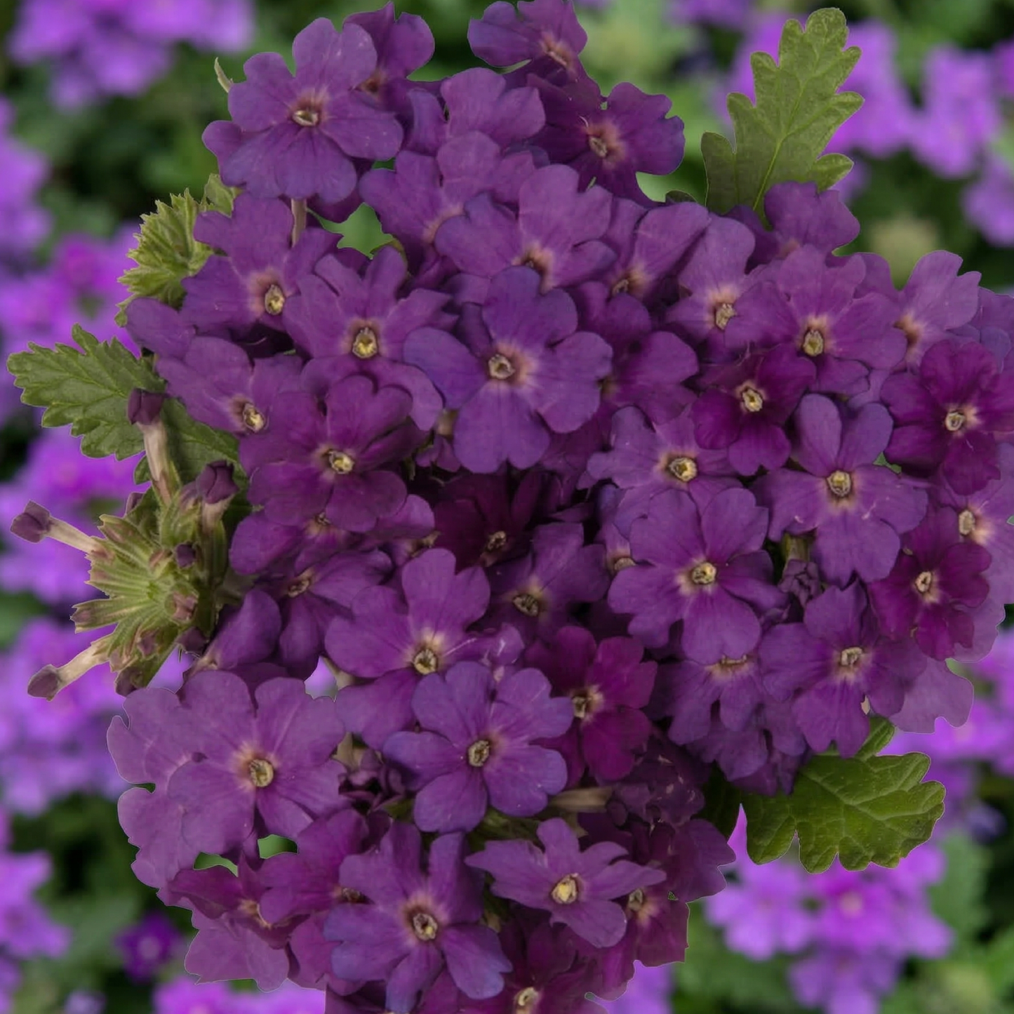 Violet Empress Sun Verbena