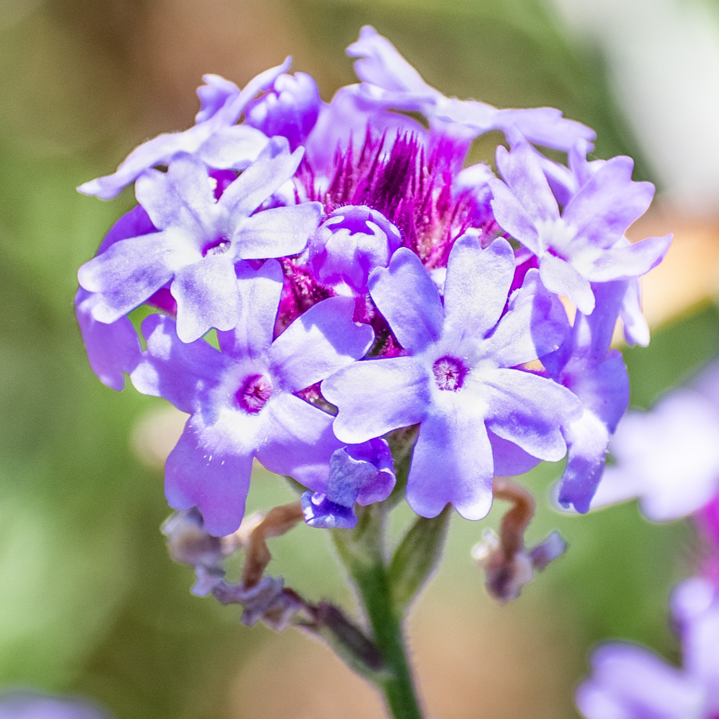 De La Mina Lilac Verbena