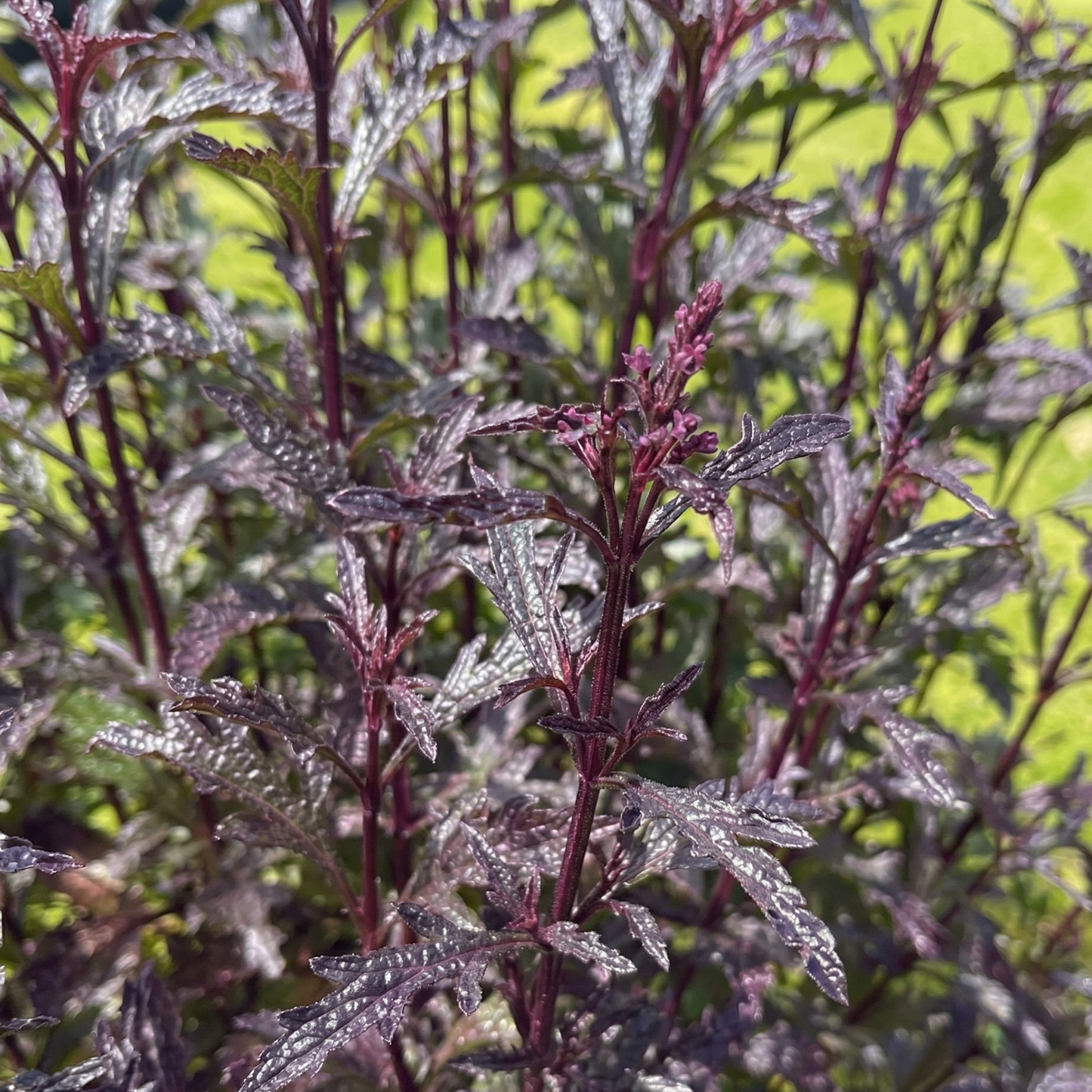 Oriental Magic Verbena