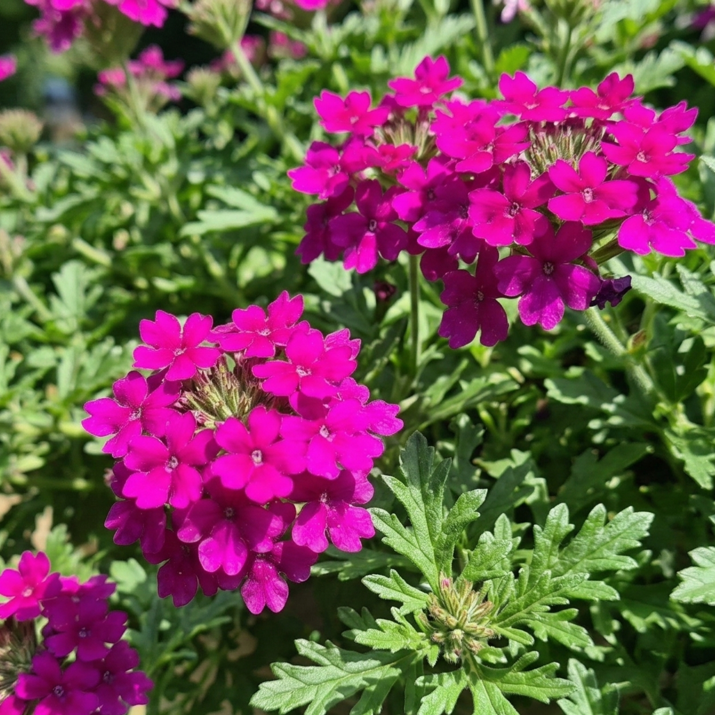 Vanessa Magenta Verbena