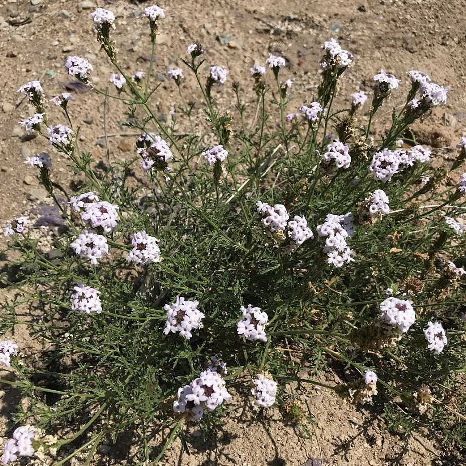 Paseo Rancho Verbena