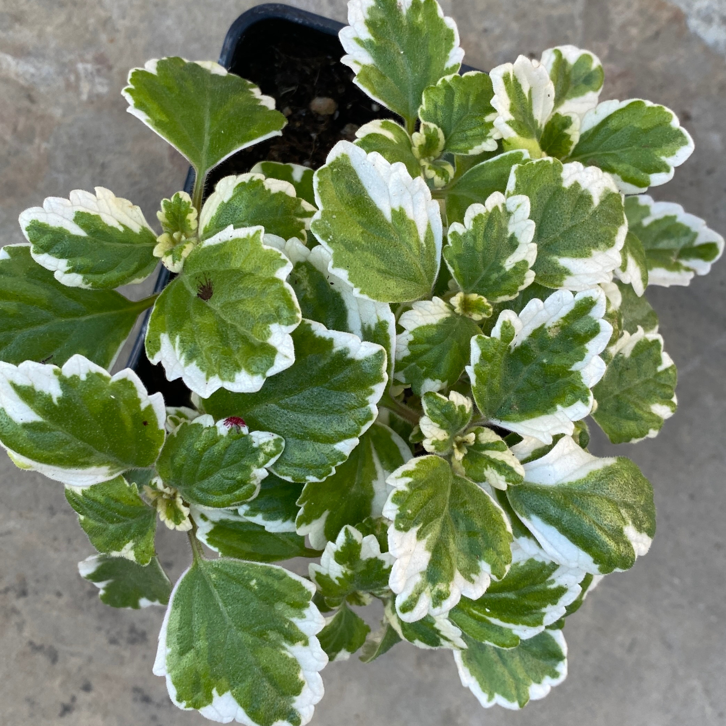 Variegated Leaves Swedish Ivy